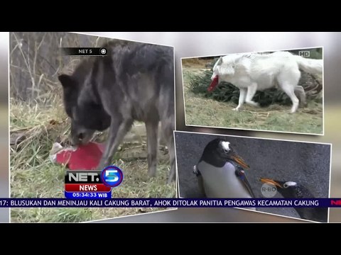 Valentine di Kebun Binatang - NET5