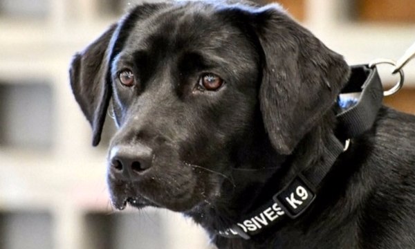 Dinilai Tak Punya Passion , Anjing Labrador Dipecat CIA