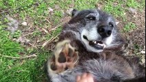 A Very Happy Wolf