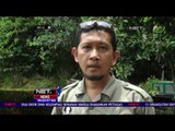 Habitatnya Rusak Parah, 11 Orangutan Berhasil Diselamatkan - NET24