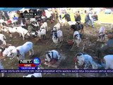 600 Domba Adu Meriahkan Hari Jadi Garut - NET12
