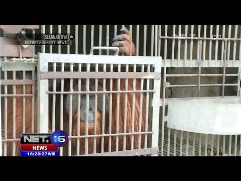 6 Siamang Tiba di Konservasi Satwa Padang dengan Kondisi Baik - NET16