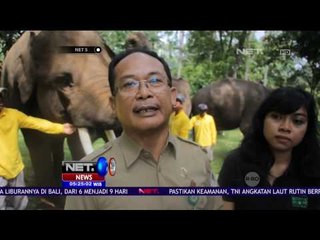 Uji Sampel DNA Gajah untuk Mengetahui Populasi - NET5