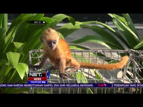 Puluhan Satwa Langka Diamakankan Balai Besar Konservasi SDA Riau - NET12