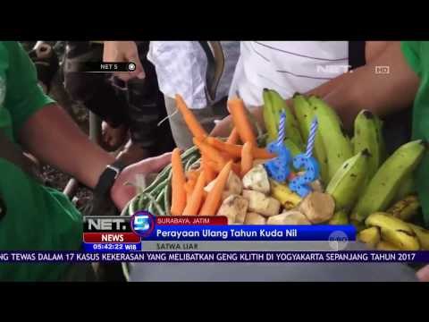 Rayakan Ulang Tahun, Kuda Nil Dapat Kado Sayur & Buah Segar - NET5