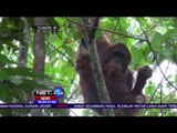 Lepas Liarkan Orangutan di Taman Nasional Gunung Leuser - NET24