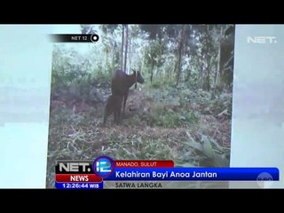 Momen Langka Lahirnya Bayi Anoa di Manado - NET12