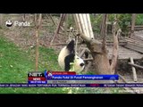 Aksi Lucu Panda Fulai  Belajar Menaiki Ranting Pohon Mengundang Tawa - NET24