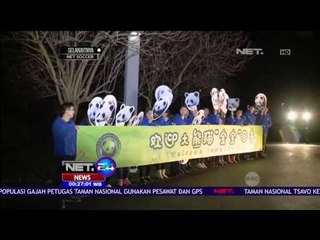 Bao bao, Panda Pertama yang Pulang ke Cina - NET24
