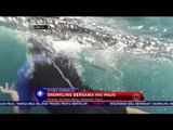Tantang Keberanianmu dengen Snorkling Bersama Hiu paus di Derawan - NET24