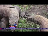 Sebanyak 57 Komodo di Kebun Binatang Surabaya dirawat Khusus - NET12