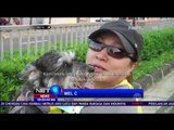 Lomba Lari Unik Anjing Bersama Pemiliknya - NET24