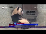 Aksi Lucu Panda Kecil Berusaha Menyusu ke Induknya - NET24