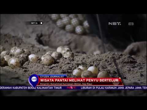 Yuk Liburan Edukatif dengan Melihat Proses Penyu Bertelur - NET24