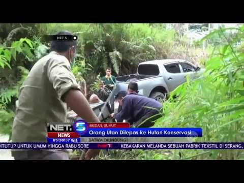 Orang Utan Kembali Dilepas ke Hutan Konservasi - NET5