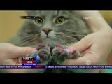 Yuk Manjakan Hewan Peliharaan di Spa & Fitnes Hewan - NET5