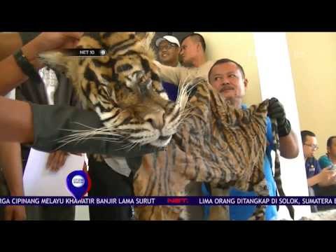 Petugas Berhasil Gagalkan Penyelundupan Kulit dan Tulang Harimau - NET10