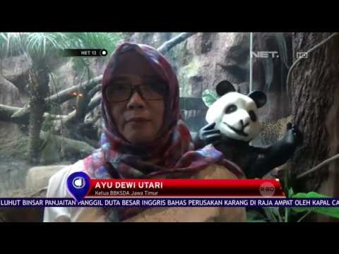 Pasca penerkaman Anak, Wahana Foto Bersama Satwa Liar di Jatim Park II Ditutup - NET12