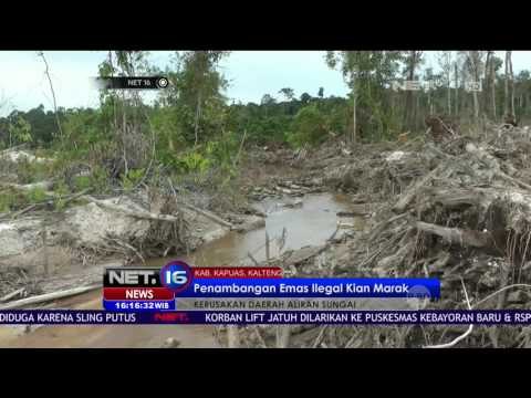 Penambangan Emas Liar di Sungai Kapuas Rusak Ekosistem Sungai - NET16