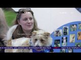 Aksi Olly si Anjing yang Tersungkur Saat Bertanding Menjadi Viral - NET5