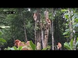 Wisata Konservasi Bekanta di Tarakan Kalimantan Utara - NET24