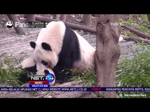 Tingkah Menggemaskan Panda Selalu Jadi Perhatian - NET24