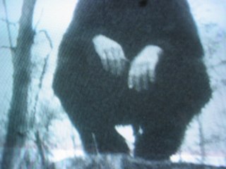 Lauter - A Walk Will Take My Mind Off Things