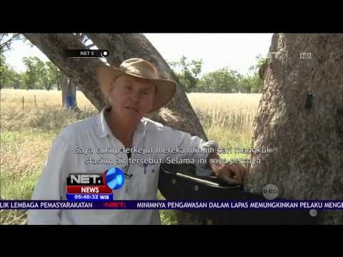 Koala Mati Akibat Dehidrasi, Seorang Petani Ciptakan Stasiun Air - NET5