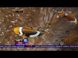 Budidaya Ikan Badut di Lampung - Net 12