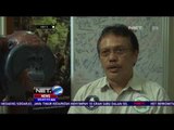 17 Orangutan Dilepas Usai Rehabilitasi - NET5