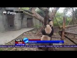 Aksi Lucu & Menggemaskan Interaksi Induk & Anak Panda yang Terekam CCTV - NET5