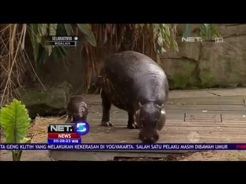 Lucunya Bayi Kudanil di Kebun Binatang Sydney Australia Ini - NET5