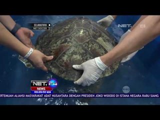 Penyu Pemakan Ratusan Koin Akhirnya Mati - NET24