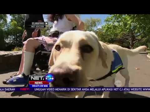 Mulianya Anjing ini, Bantu Tuannya yang Berkursi Roda Beraktifitas Tiap Harinya - NET24