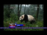 Ternyata Ini Fungsi Bulu Warna Hitam dan Putih pada Panda - NET24