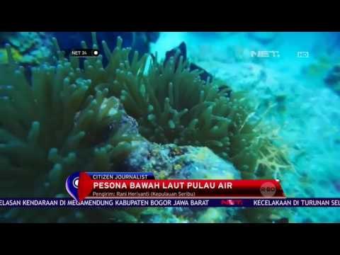 Pesona Bawah Laut Pulau Air di Kepulauan Seribu - NET24