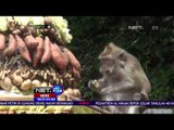Festival Rewanda Bejana, Upacara Memberi Makan Kera di Banyumas - NET24