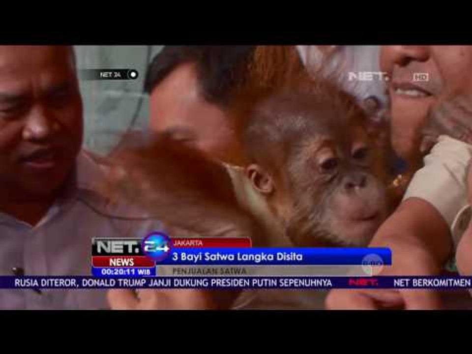 3 Bayi Satwa Langka Disita dari Kolektor Satwa - NET24