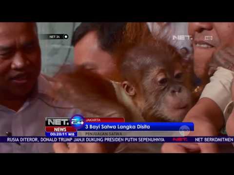 3 Bayi Satwa Langka Disita dari Kolektor Satwa - NET24