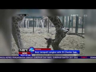 Bayi Jerapah Langka Lahir DI Chester Zoo - NET 24