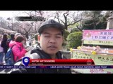 Bunga Sakura Bermekaran di Jepang, Turis Berdatangan - NET16