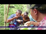 Tradisi Ngider Githa, Tradisi Bersyukur atas Panen yang Melimpah di Bali - NET12