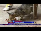 Komunitas ini Makanan Gratis bagi Kucing liar di Pontianak - NET12