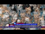 Pameran Kucing Internasional di Rusia Manjakan Para Pecinta Kucing - NET24