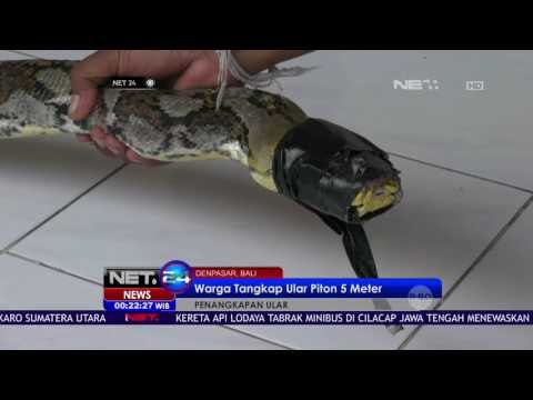 Warga Denpasar Tangkap Ular Piton Sepanjang 5 Meter NET24
