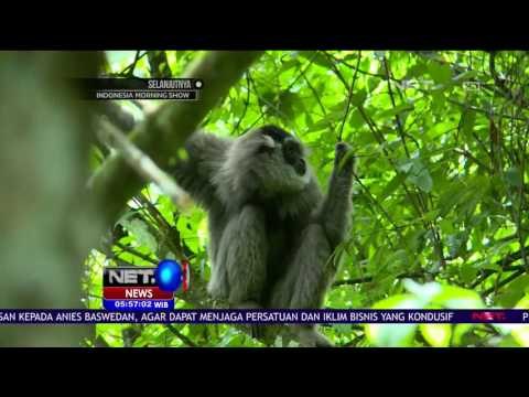 Tak Hanya Tawarkan Keindahan Alam, Gunung Puntang Rumah Bagi 14 Owa Jawa - NET5