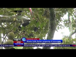 Descargar video: Wisata Petik Durian Ponorog - NET12