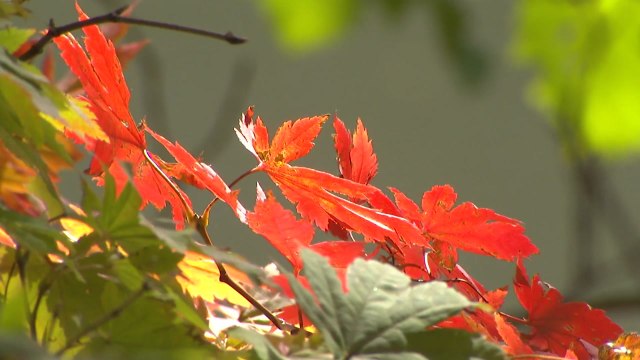 전국 곳곳 단풍 물결...가을 정취 만끽 / YTN