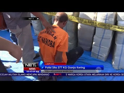 Polisi Sita 377 Kg Ganja Kering di Lampung - Net 5