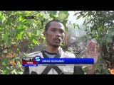 Puluhan Hektar Hutan di Gunung Sangkur Terbakar - NET5